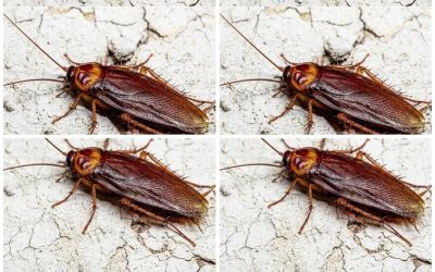 Did you know that if cockroaches come to your home, it’s a sign that…
