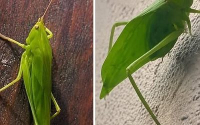 When a Leafhopper Visits Your Home, Nature Might Be Sending You a Message