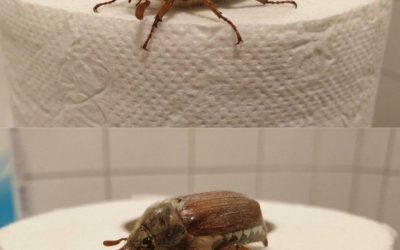 What Is This Bug? (And What to Do When You See One)