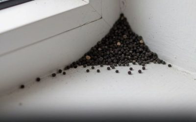 What Are These Strange Black Dots In Your Kitchen
