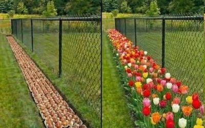 Egg cartons space bulbs perfectly, every time