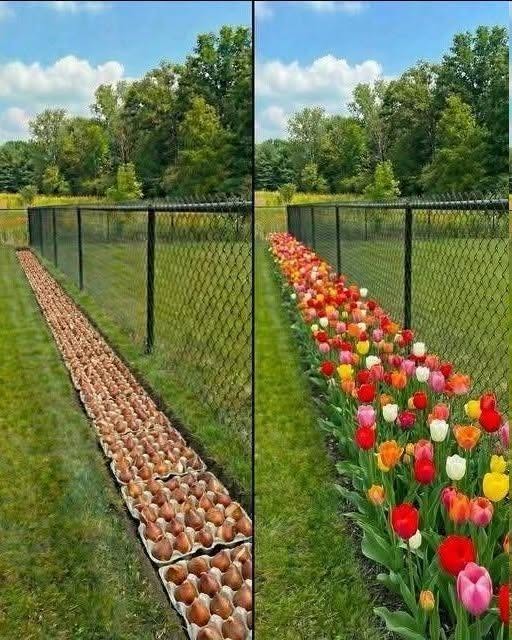 Egg cartons space bulbs perfectly, every time