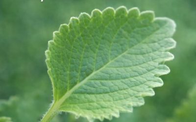 A Scientific Look at Oregano’s Role in Supporting Wellness