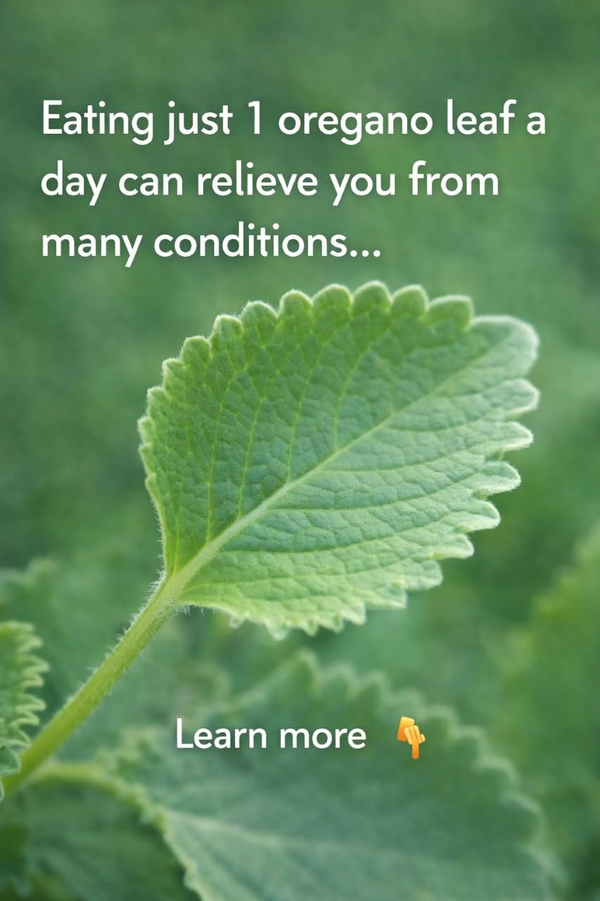 A Scientific Look at Oregano’s Role in Supporting Wellness