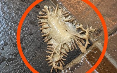We Found a Mysterious Substance on the Bathroom Floor and Spent an Hour Trying to Identify It. Here Is What It Turned Out to Be