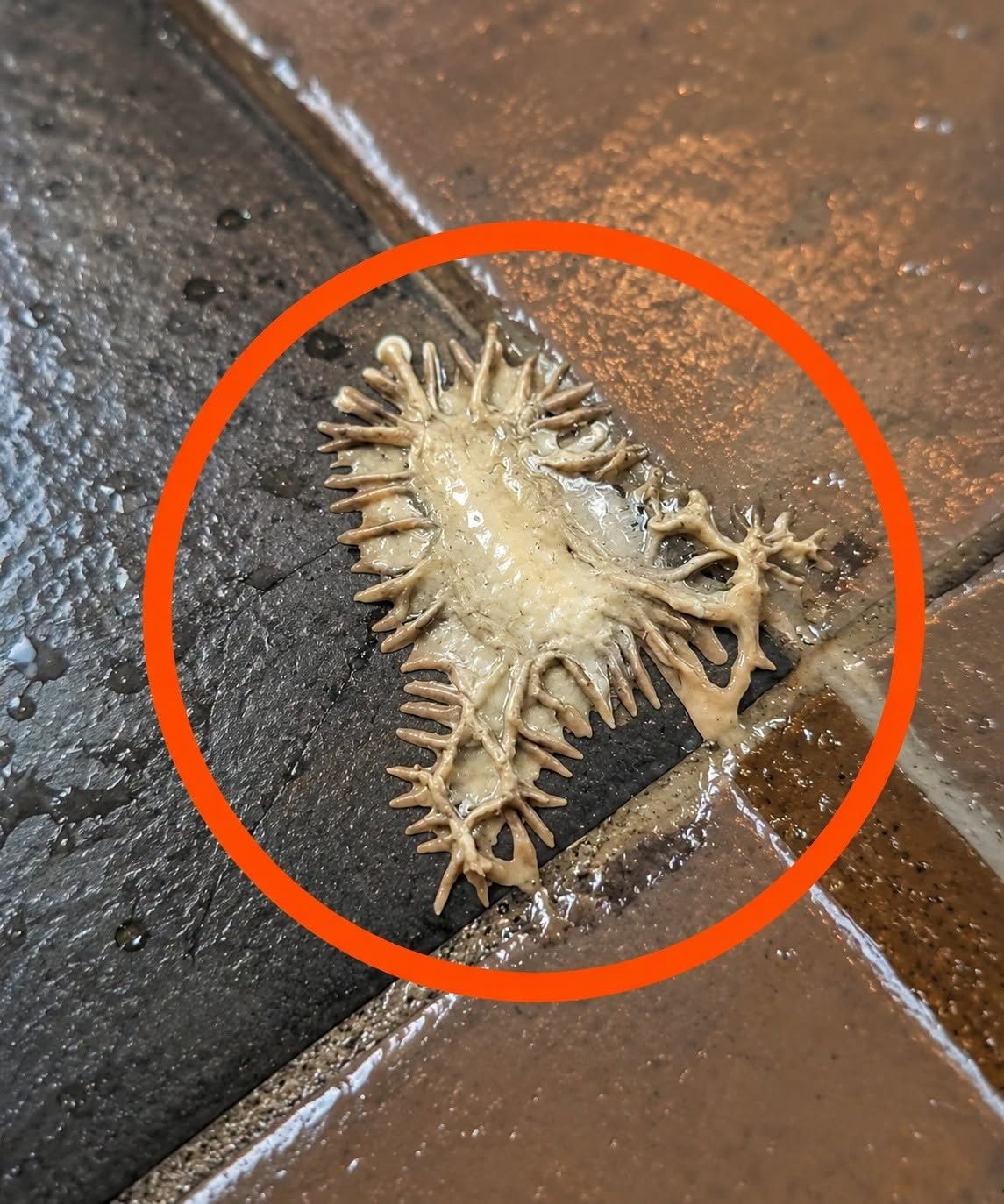 We Found a Mysterious Substance on the Bathroom Floor and Spent an Hour Trying to Identify It. Here Is What It Turned Out to Be
