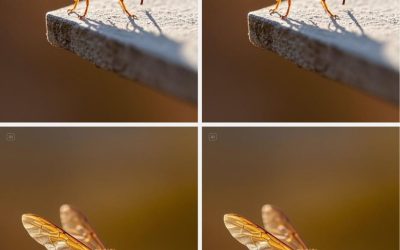 Did you know that if Yellowjacket come to your home, it’s a sign that…