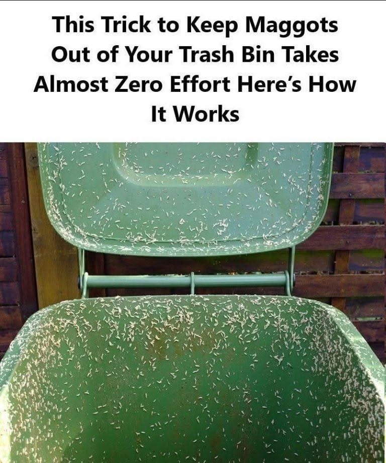 Maggots in Your Trash Bin …Here’s How to Prevent Them FIND OUT MORE IN THE COMMENTS