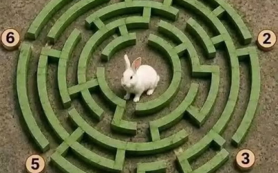 🐰🧩 Only Geniuses Can Solve This Rabbit Maze! Can You Find the Correct Exit?