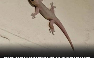 The Spiritual Meaning of a Lizard Entering Your Home Across Different Cultures