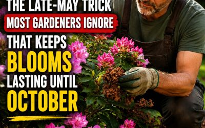 Blooming Fertilizer: The Forgotten Trick That Helps Rhododendrons Bloom Again Until Autumn