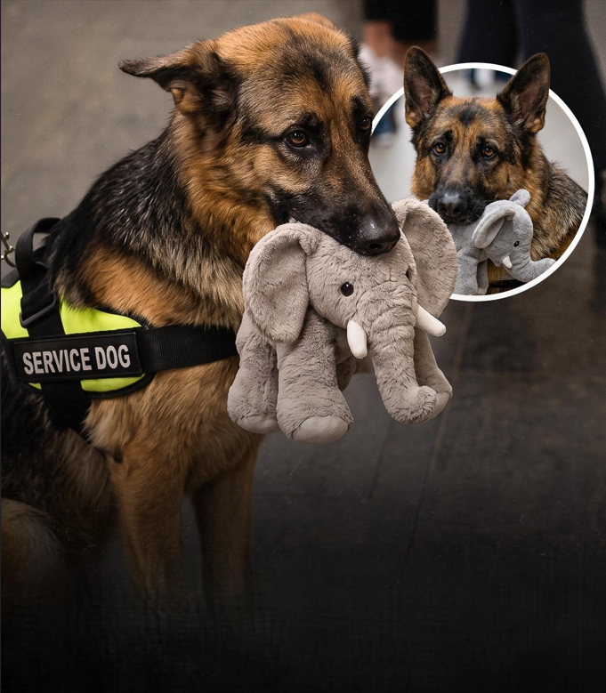 Ryker the German Shepherd Failed His Service Dog Exam for One Heartwarming Reason — And Millions of People Can’t Stop Smiling
