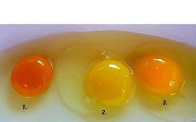 How to Identify Eggs From Healthy Chickens: A Buyer’s Guide to Better Nutrition