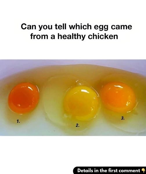 How to Identify Eggs From Healthy Chickens: A Buyer’s Guide to Better Nutrition