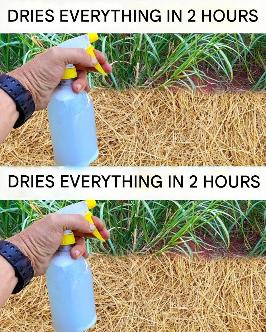 Best Homemade Herbicide: A Simple Non-Toxic Solution for Unwanted Weeds
