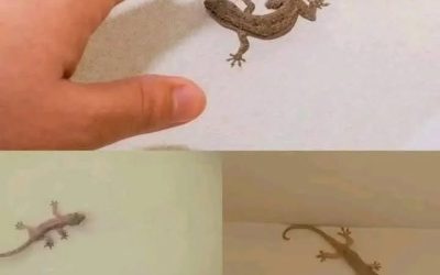 Did you know: When a lizard visits your house, it’s a sign… See more