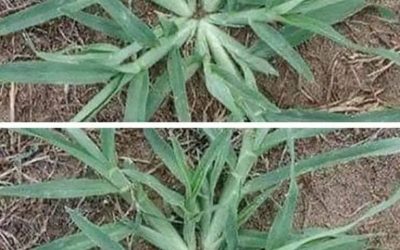 Never uproot this plant if it appears in your garden.
