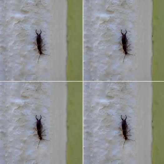 Warning! If you have found this insect in your home, it’s a sign that you need to