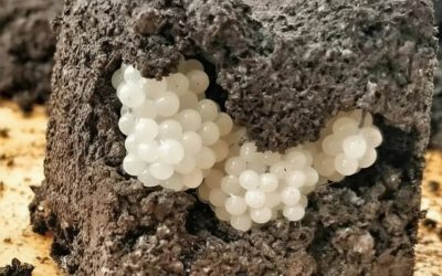 I found something strange in the yard – white, round balls: I was horrified when I realized what it was.