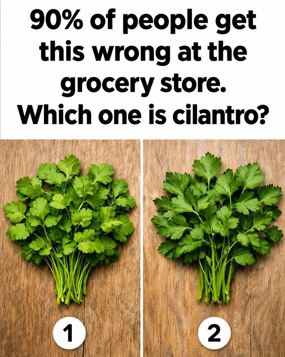 90% of people get this wrong at the grocery store. Which one is cilantro?