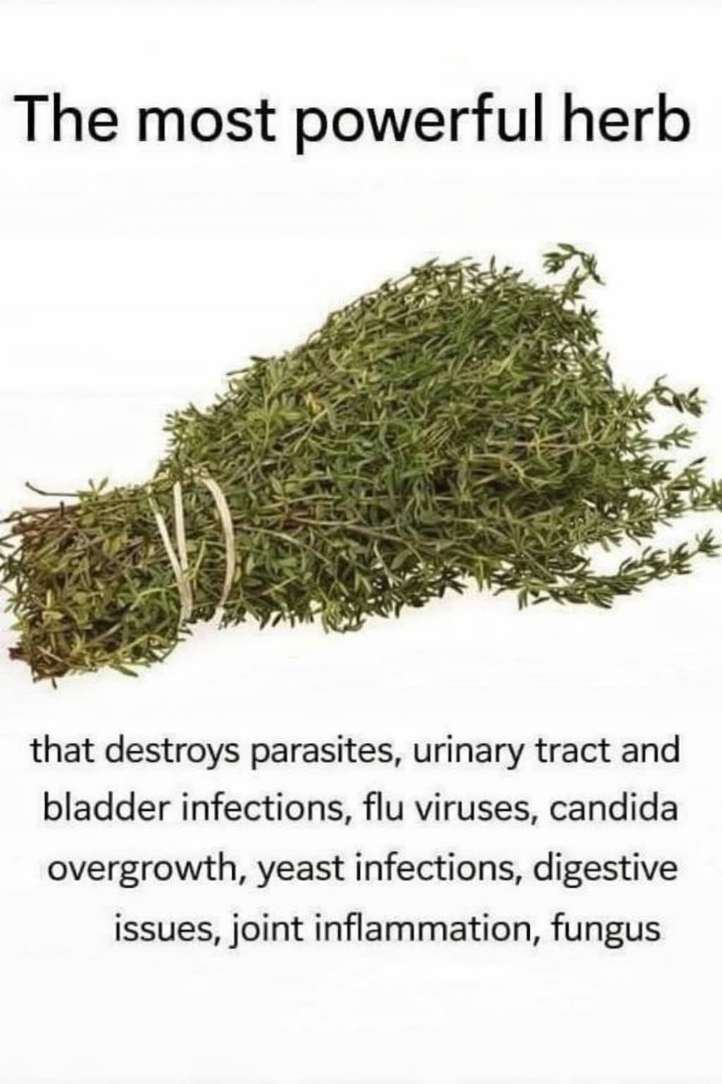 The Most Potent Herb That Destroys Parasites, Urinary Tract …