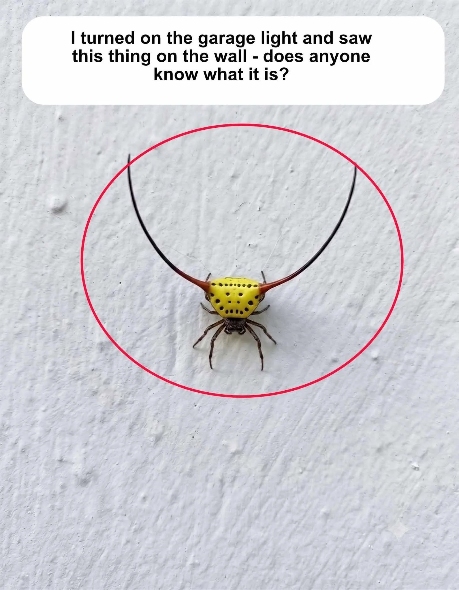 I turned on the garage light and saw this thing on the wall – does anyone know what it is?