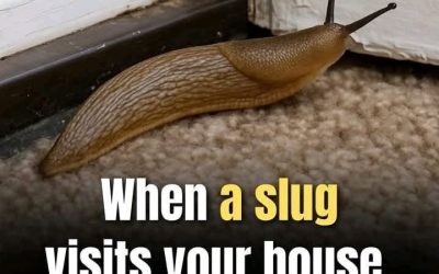 Why Slugs Deserve More Credit Than You Think