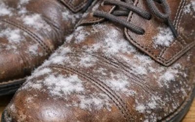 I pulled out shoes I haven’t worn all winter and found white fuzzy patches growing on the leather. What is this?