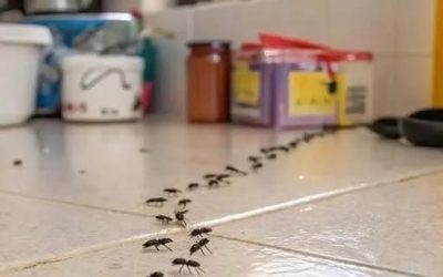 What You Can Do If You Find Ants in Your Kitchen — And Why