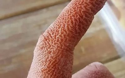 ALERT These are the signs that it is cre…See more