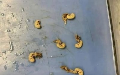 They look like little seeds but they are… See more