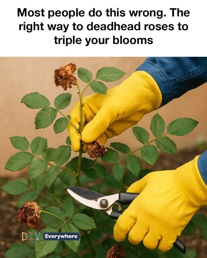 Most people do this wrong. The right way to deadhead roses to triple your blooms
