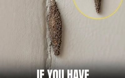 Hidden Hotspots: The Places This Insect Is Most Likely Lurking Indoors