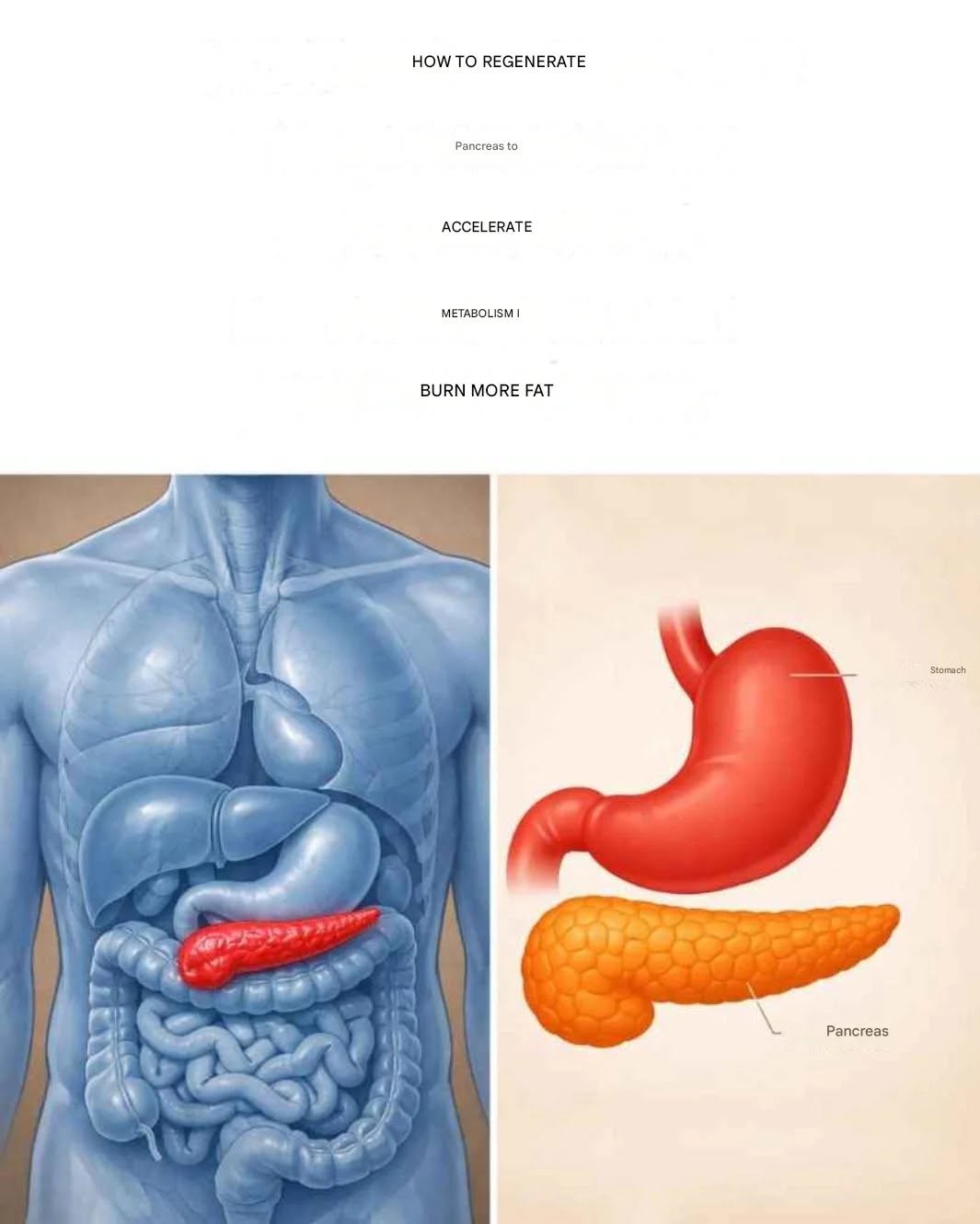 How to cleanse and stimulate your pancreas for weight loss…more