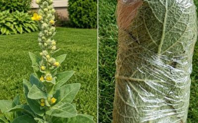 Dandelion: The Common Backyard Plant With a Long History of Traditional Use