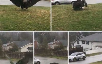 Giant Eagle captured in Bro… see more..