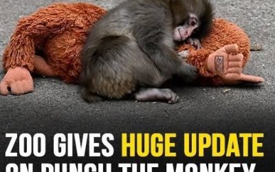Zoo Provides Update on Punch the Monkey After Public Concern Over His Appearance