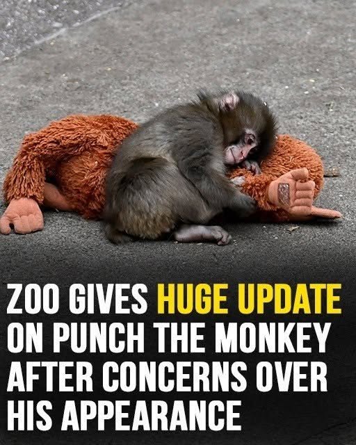 Zoo Provides Update on Punch the Monkey After Public Concern Over His Appearance