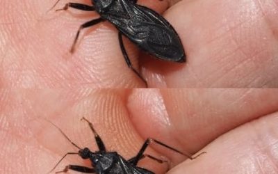 Father Bitten by an Unknown Bug: What Families Should Know About Insect Bites and Health Risks