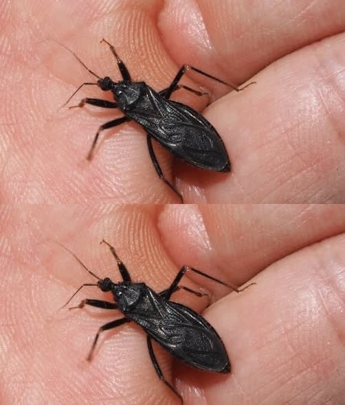 Father Bitten by an Unknown Bug: What Families Should Know About Insect Bites and Health Risks
