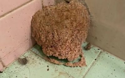 We Returned From Vacation and Found Something Strange Waiting in Our Bathroom