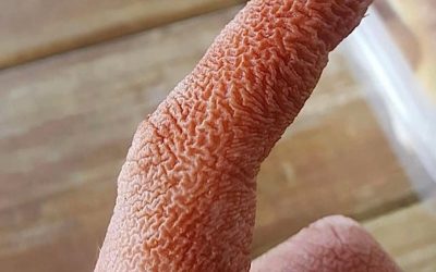 ALERT These are the signs that it is cre…See more