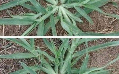 Never uproot this plant if it appears in your garden.