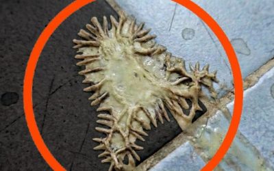 F. I found this in my girlfriend’s bathroom. We’ve been looking at it for an hour now and still can’t figure out what it is