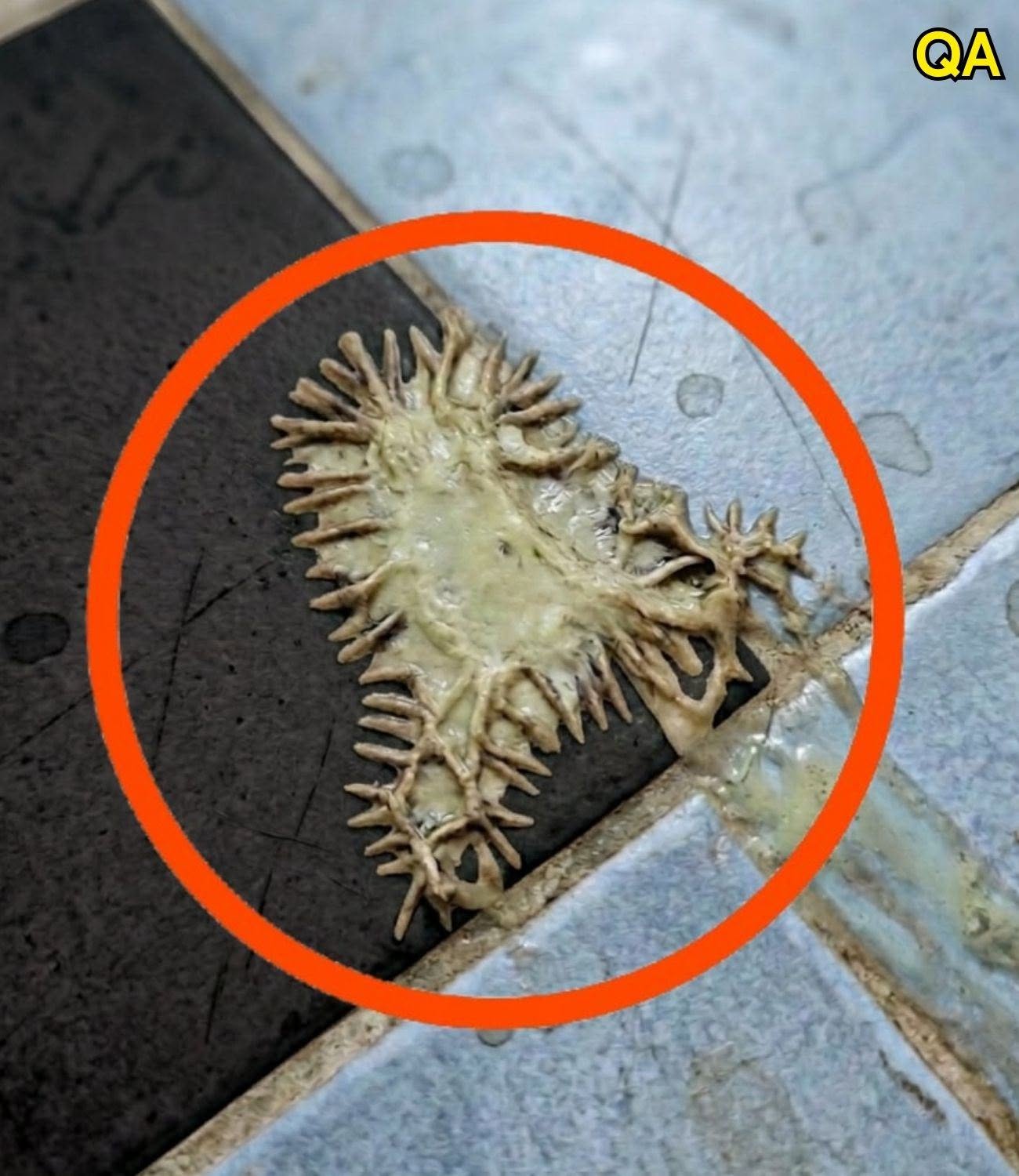 F. I found this in my girlfriend’s bathroom. We’ve been looking at it for an hour now and still can’t figure out what it is