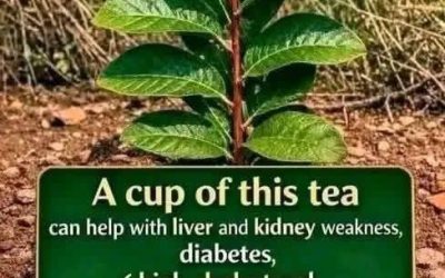 herbal remedies, detox drinks, and natural health solutions