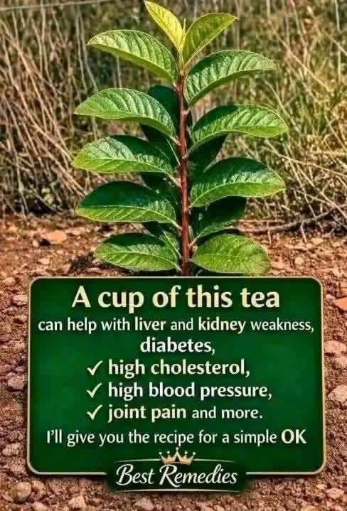 herbal remedies, detox drinks, and natural health solutions
