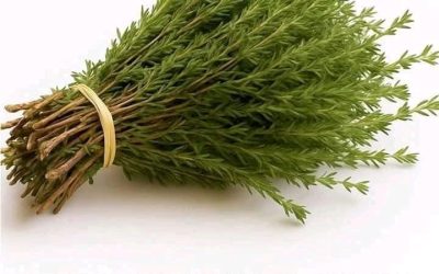 THE MOST POTENT HERB THAT DESTROYS PARASITES, URINARY TRACT & BLADDER INFECTIONS, HERPES, AND FLU VIRUSES