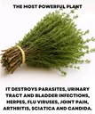 THE MOST POTENT HERB THAT DESTROYS PARASITES, URINARY TRACT & BLADDER INFECTIONS, HERPES, AND FLU VIRUSES