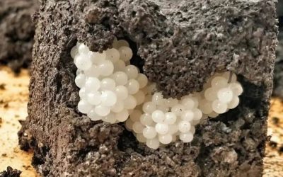 I found something strange in the yard—white, round balls. I was horrified when I realized what they were. 😲 I noticed a strange patch of soil in the yard—as if someone had scattered tiny white balls in it. I walked closer, crouched down, and froze: they were smooth and even, like pearls. At first, I thought they were pieces of plastic or beads, but they looked too natural. I put on gloves and carefully began to dig around the soil. The balls were soft and slightly springy, like jelly. The sensation was unsettling—the thought flashed through my mind that they might be eggs. But whose? Birds? Insects? I brought the find back to the house, held it up to the light, and examined it more closely. Small dark dots were visible inside some of the balls. Then I opened the Internet and realized what it was… 😲😲 Continued in the first comment 👇👇 Voir moins